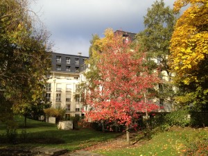 L'érable en automne