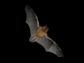 Chauve souris pipistrelle