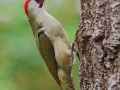 Pic vert (Picus Viridis)